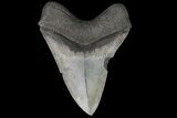 Serrated, Fossil Megalodon Tooth #70780-1